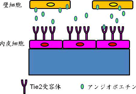 図3. アンジオポエチンとTie2(タイツー)の役割