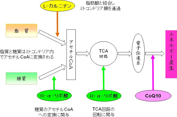 図1. ミトコンドリアにおける三大ヒトケミカルのエネルギー産生のための役割