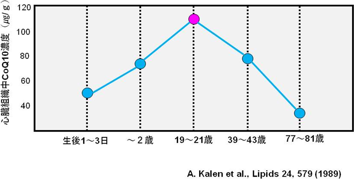 図1. 心臓組織中のCoQ10濃度変化