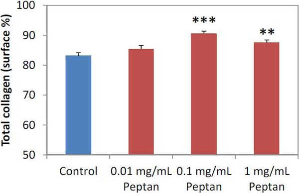図6. コラーゲンペプチドによる総コラーゲンの増加