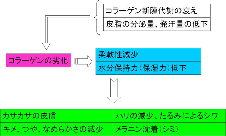 図6. 皮脂の分泌量低減による皮膚の老化