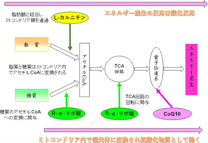 図2. ミトコンドリアにおけるヒトケミカルの役割