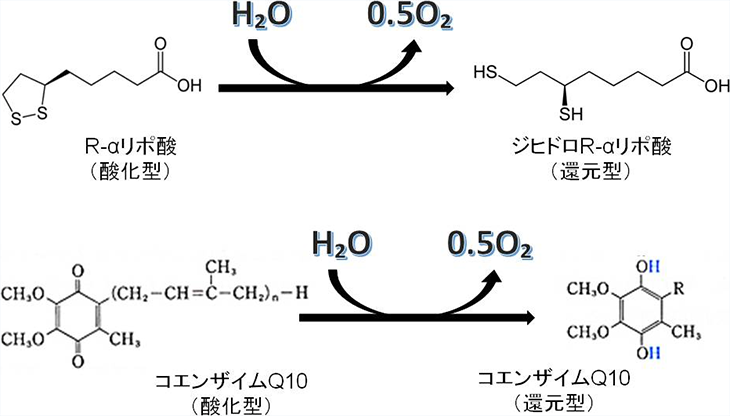 図4. ヒトケミカルの補酵素としての還元