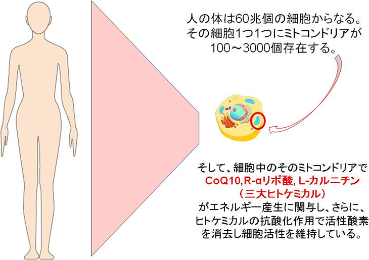 図5. ヒトは60兆個の細胞で構成