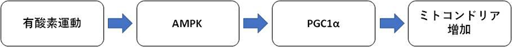 有酸素運動によるミトコンドリアの増加