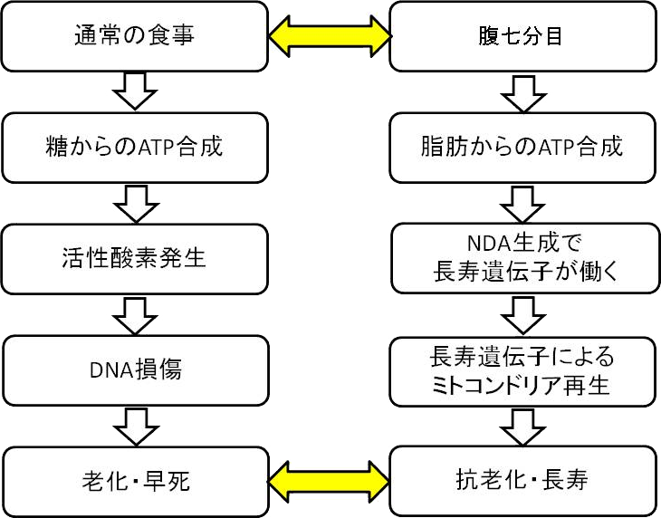 図2. カロリー制限と寿命 － ミトコンドリアとの関係