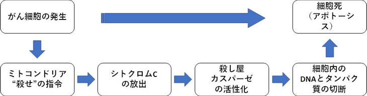 図1. ミトコンドリアからの細胞死（アポトーシス）の指令