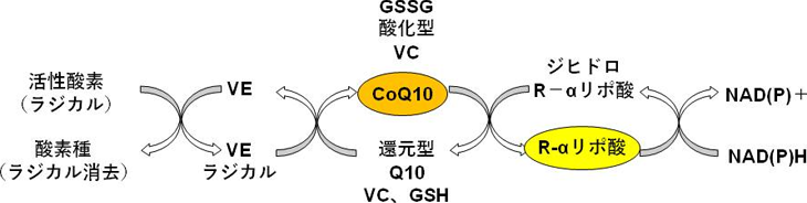 図2. 生体内抗酸化物質ネットワーク