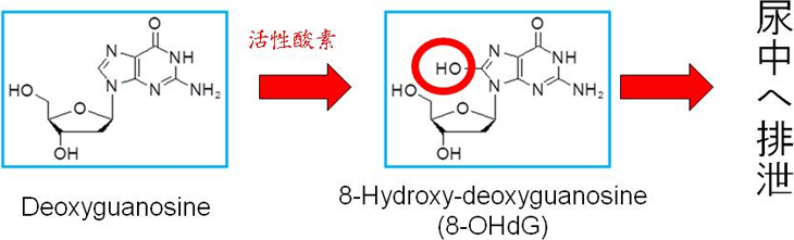 図3. 酸化ストレスマーカー8-OHdG