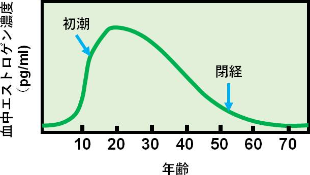 図2. 20歳からのエストロゲン体内生産量の減少