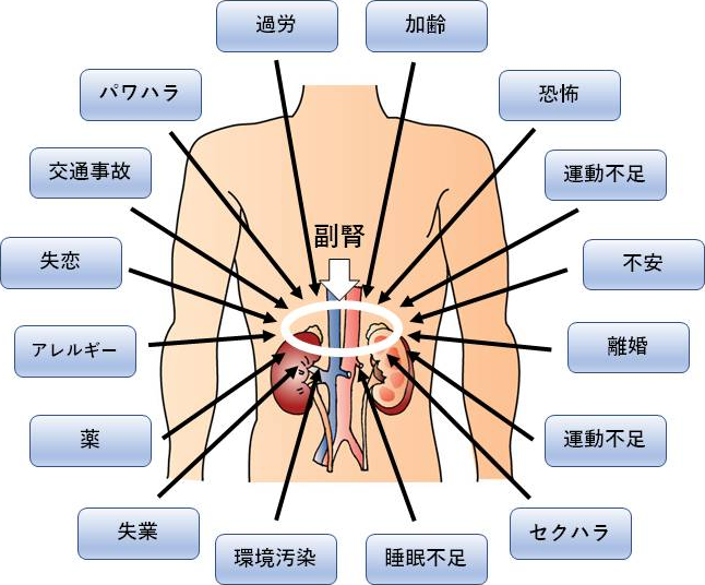 図3. 副腎疲労の原因となる様々なストレス