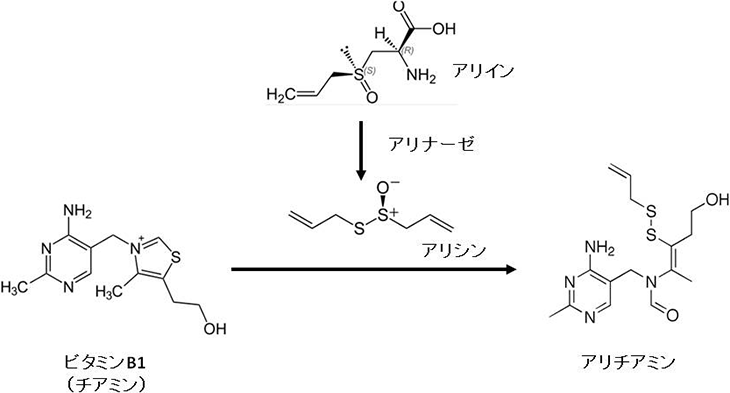 図1. アリチアミン形成によるビタミンB1の吸収性向上