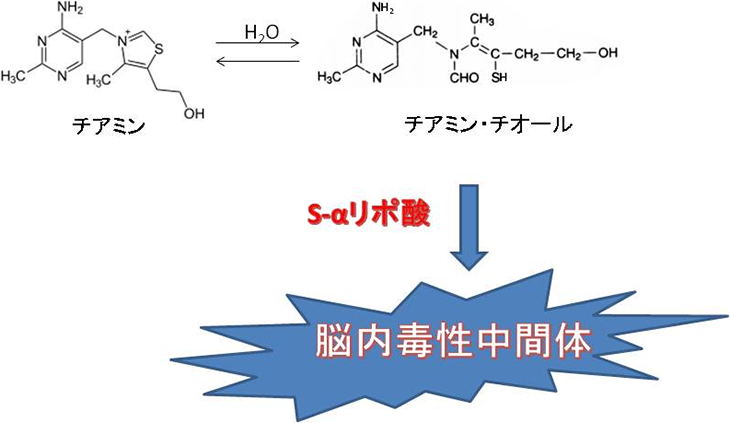 図3. ビタミンB1とS-αリポ酸による脳内毒性中間体の形成