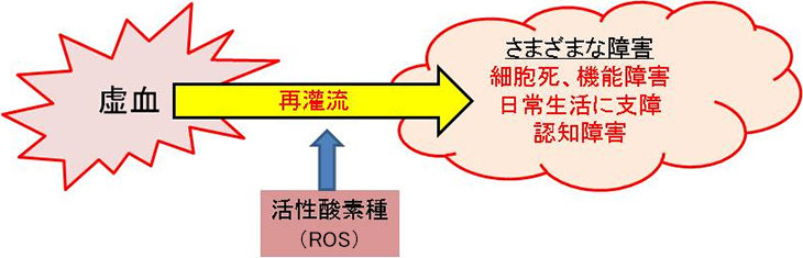 図2. 虚血・再灌流による活性酸素種の発生と障害