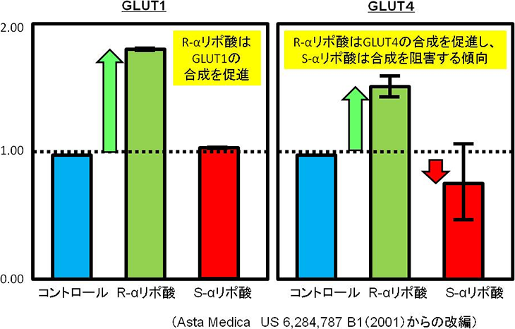 図3. L6筋管細胞内のGLUT1とGLUT4の合成におけるαリポ酸（2.5mM）の効果