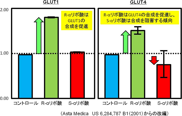 図3. L6筋管細胞内のGLUT1とGLUT4の合成におけるαリポ酸(2.5mM)の効果