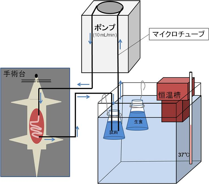 図5. R-αリポ酸およびS-αリポ酸の吸収速度測定の概略図