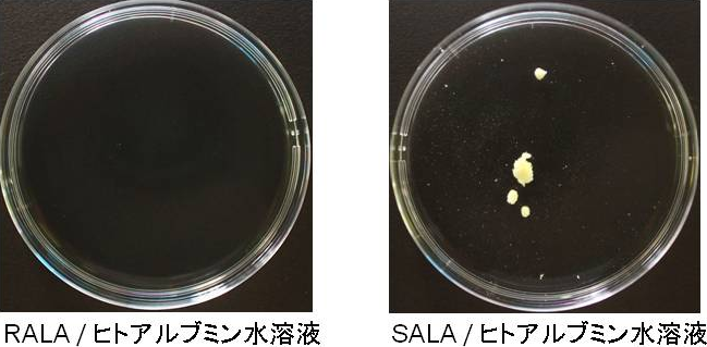 写真1. RALAおよびSALAのヒトアルブミン水溶液への溶解性