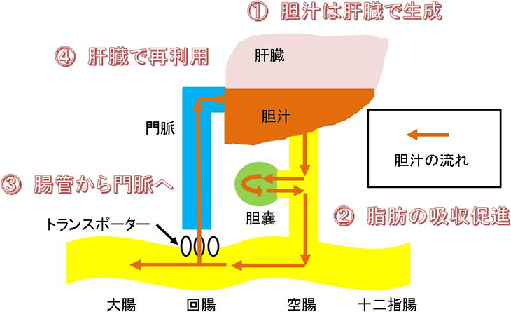 図1. 胆汁の腸肝循環