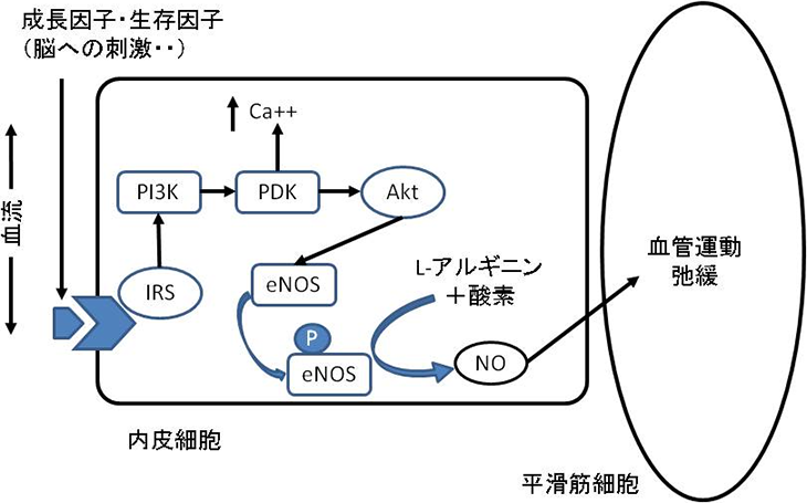 図1. 内皮細胞におけるNO発生のメカニズム