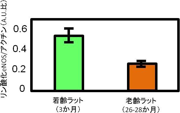 図2. 若齢ラットと老齢ラットの内皮細胞中のリン酸化eNOS量