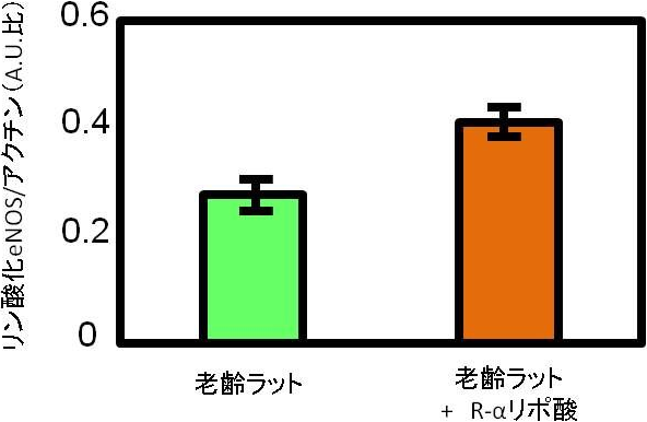 図3. 老齢ラットの内皮細胞中のリン酸化eNOS量におけるR-αリポ酸の効果