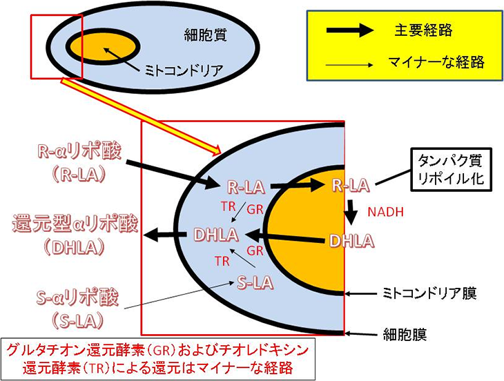 図2. αリポ酸の細胞内における還元経路