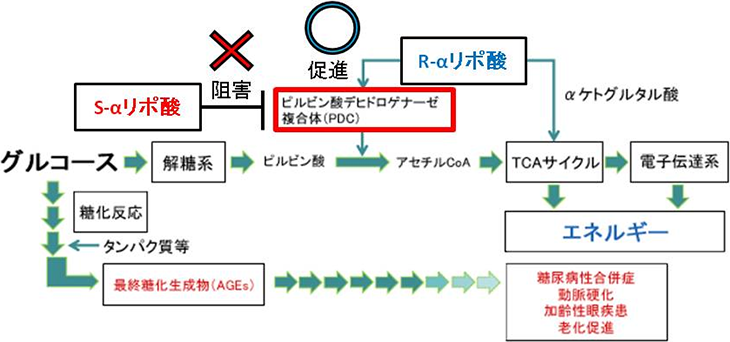 図1. グルコースからのエネルギー産生に関わるR-αリポ酸とPDC