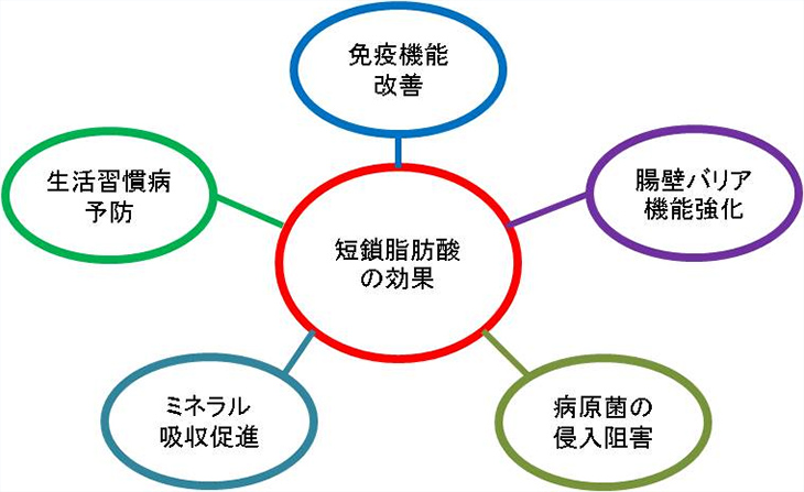 図1. 短鎖脂肪酸のこれまでに知られている効果