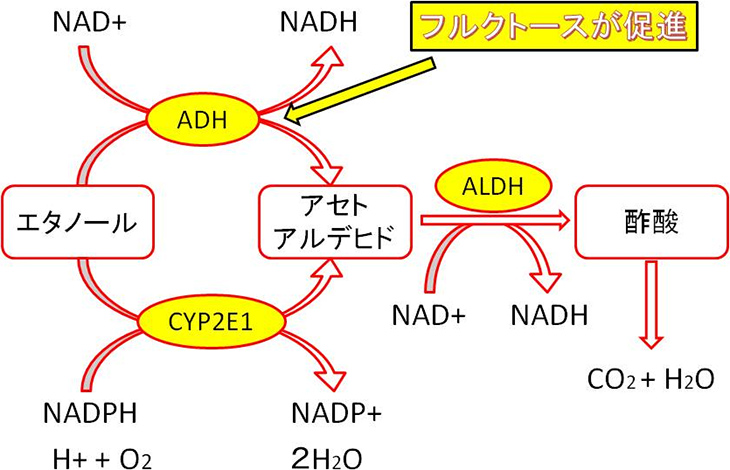 図1. エタノールの酸化反応に対するフルクトースの影響