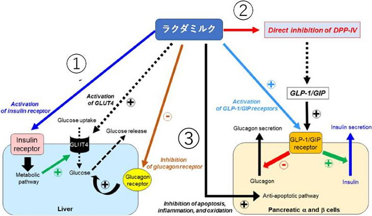 図1. ラクダのミルクによる糖尿病改善効果に関する作用機序