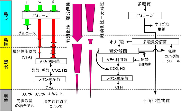 図1. α, β, γオリゴ糖の消化・発酵分解による代謝速度の比較