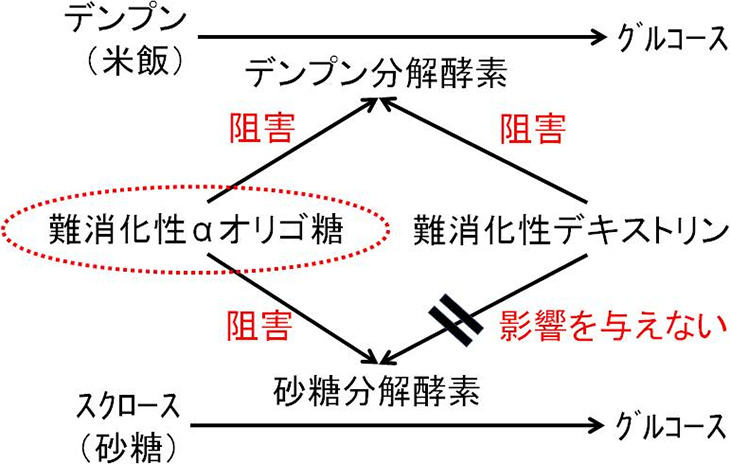 図1. 難消化性αオリゴ糖による糖質の消化吸収の抑制