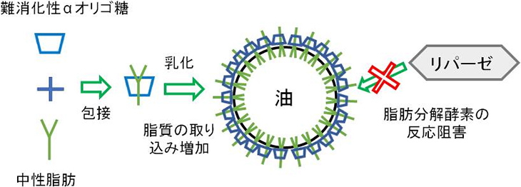 図6. 1gの難消化性αオリゴ糖で9gの脂肪を排泄できる推定機構