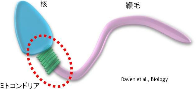 図1. 精子のミトコンドリア