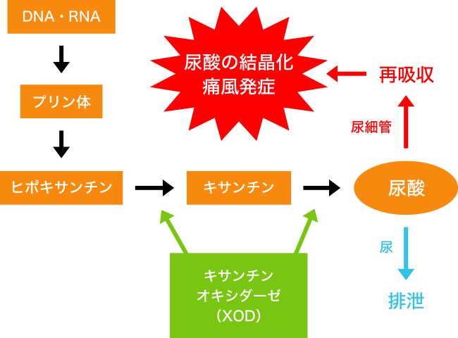 図1. DNA、RNAからの尿酸生成と痛風発症について
