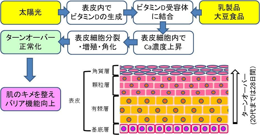 図1. ビタミンDとカルシウムによる肌の健康維持のメカニズム