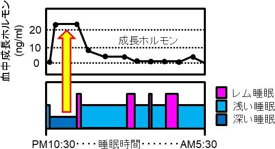 図2. 睡眠と成長ホルモンの関係