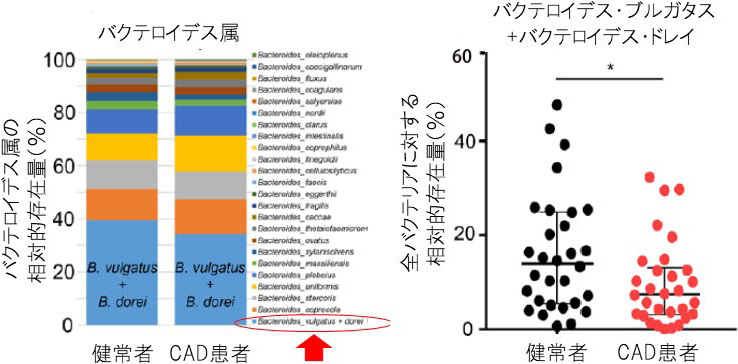 図1. 健常者とCAD患者の腸内細菌叢のバクテロイデス属の比較