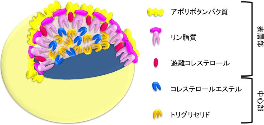 図1. リポタンパクの構造