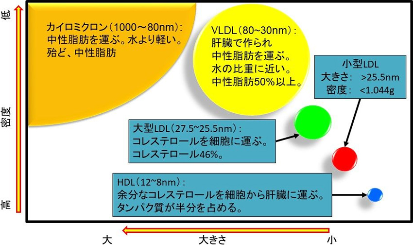 図2. リポタンパクの大きさと密度