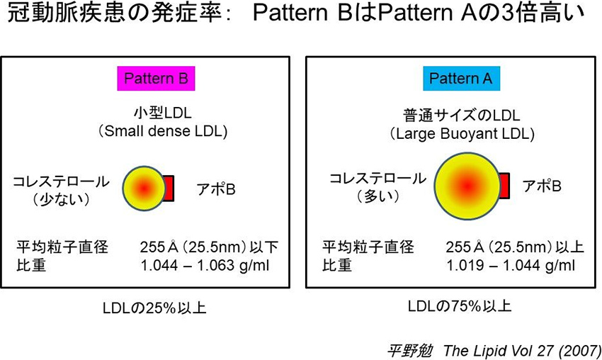 図3. 新しい動脈硬化の危険因子：小型LDL