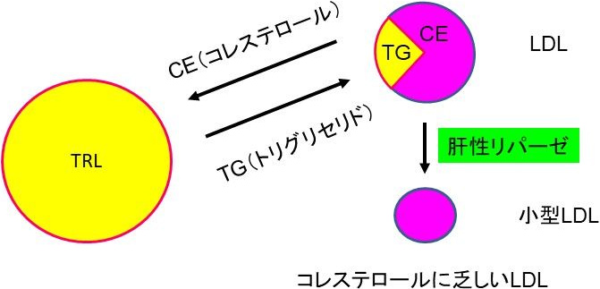 図2. TG増加によるLDLの小型化