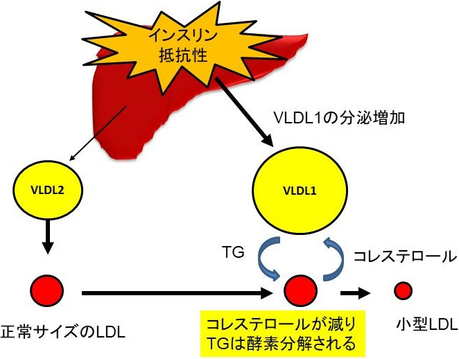 図3. 小型LDLはインスリン抵抗性で生成