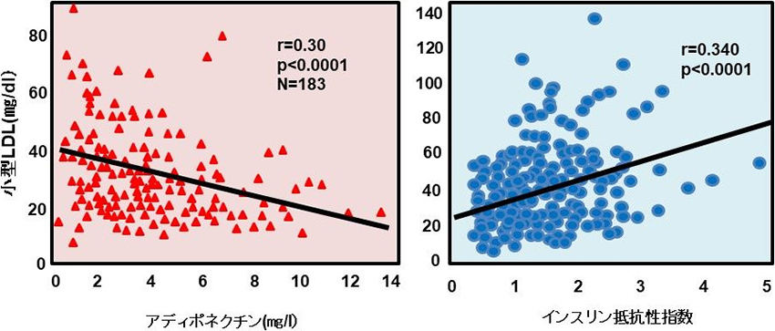 図4. 小型LDLとアディポネクチンおよびインスリン抵抗性の関係