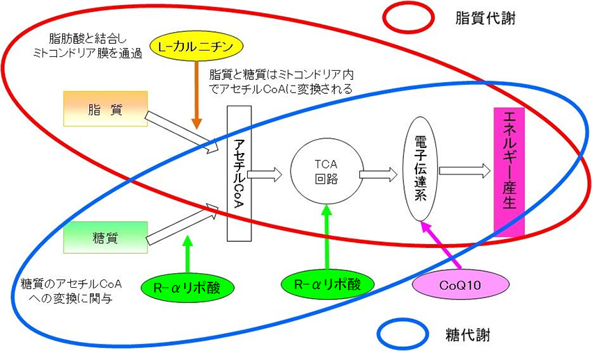 図1. ミトコンドリアにおける三大ヒトケミカルによる糖・脂質代謝