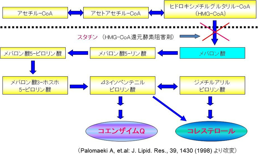 図10. コレステロールの生合成経路