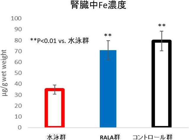 図2. 水泳による腎臓中Fe濃度の低減とRALAによる低減抑制