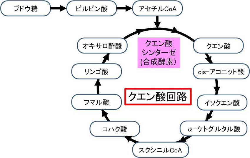 図1. ミトコンドリアのバイオマーカーであるクエン酸シンターゼ（合成酵素）