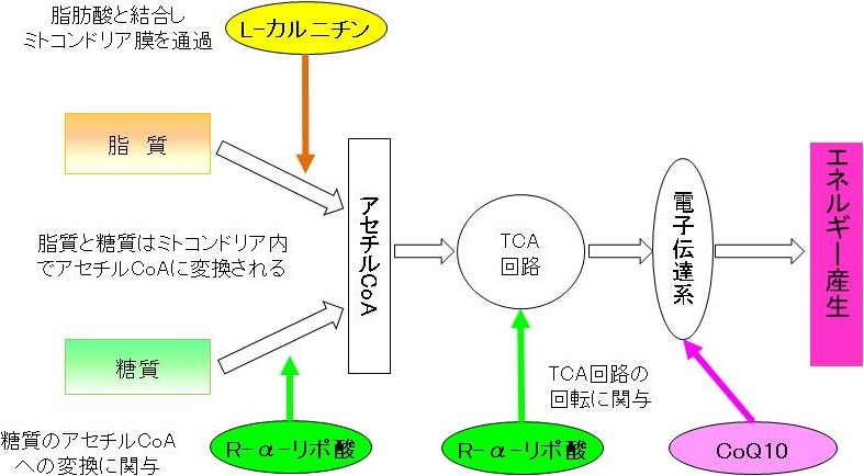 図2. ミトコンドリアにおけるヒトケミカルのエネルギー産生のための役割